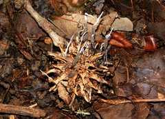 Xylaria liquidambar