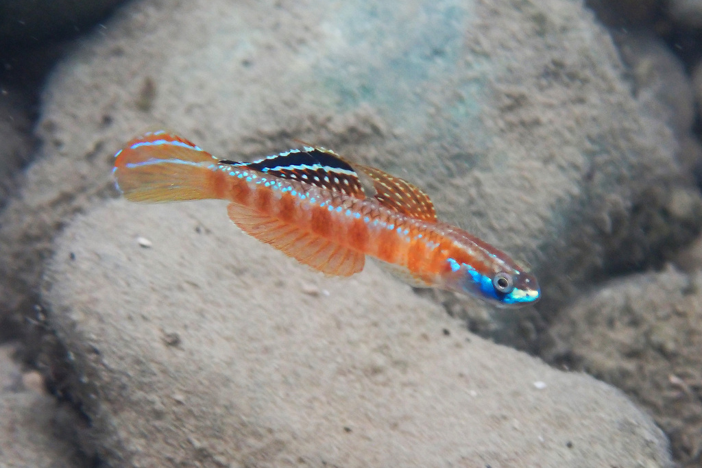 Golden-red Stiphodon