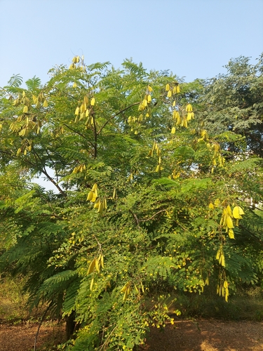 sappanwood (Biancaea sappan)