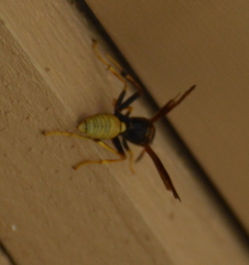 Mischocyttarus navajo