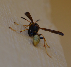 Mischocyttarus navajo