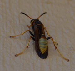Mischocyttarus navajo