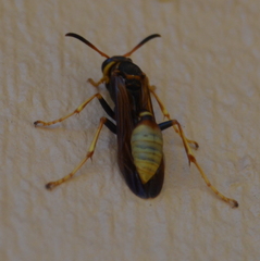 Mischocyttarus navajo