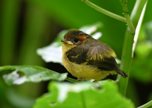 Yellow-breasted Warbler (Phylloscopus montis), photo 8