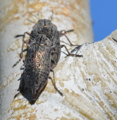 Chrysochroinae