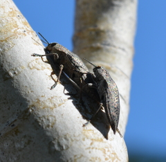 Chrysochroinae