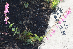 Penstemon clutei