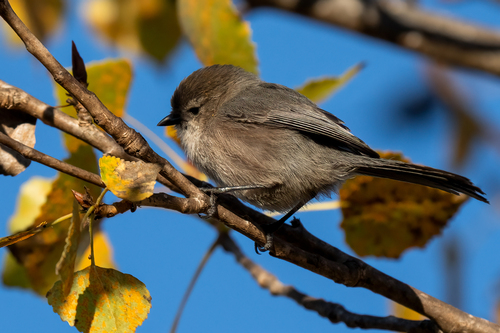 iNaturalist observation photo of Bushtit