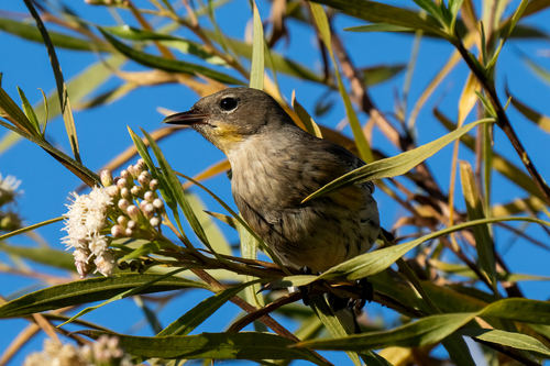 iNaturalist observation photo of Yellow-rumped Warbler