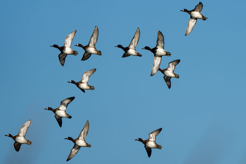 iNaturalist observation photo of Greater Scaup