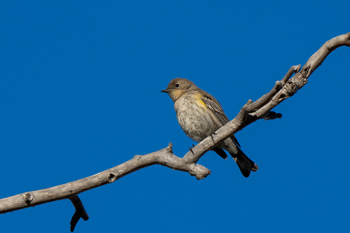 iNaturalist observation photo of Yellow-rumped Warbler