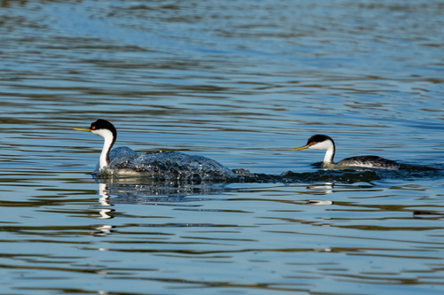 iNaturalist observation photo of Western Grebe