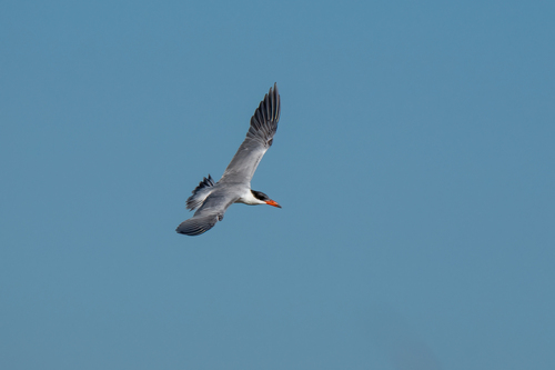 iNaturalist observation photo of Caspian Tern