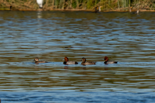 iNaturalist observation photo of Redhead