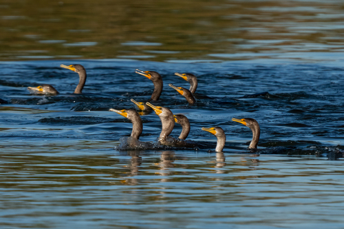iNaturalist observation photo of Double-crested Cormorant