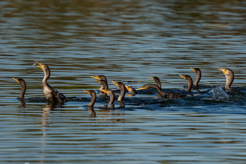iNaturalist observation photo of Double-crested Cormorant