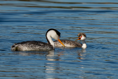 iNaturalist observation photo of Clark's Grebe