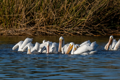 iNaturalist observation photo of American White Pelican