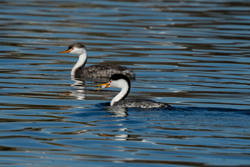 iNaturalist observation photo of Clark's Grebe