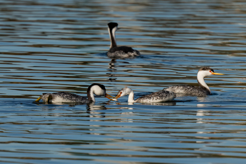 iNaturalist observation photo of Clark's Grebe