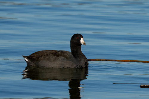 iNaturalist observation photo of American Coot