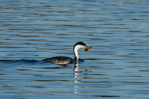 iNaturalist observation photo of Clark's Grebe