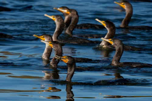 iNaturalist observation photo of Double-crested Cormorant