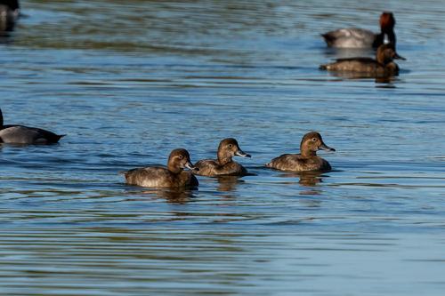 iNaturalist observation photo of Redhead