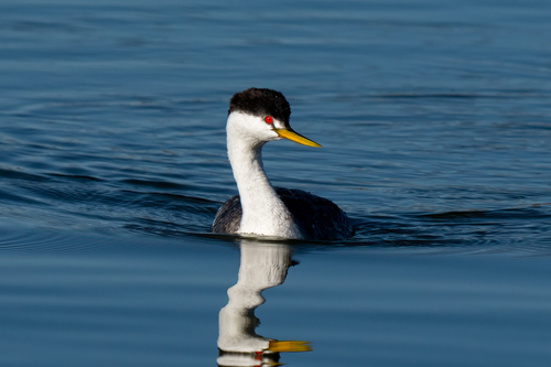 iNaturalist observation photo of Western × Clark's Grebe