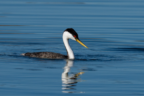 iNaturalist observation photo of Western Grebe