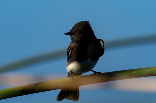 iNaturalist observation photo of Black Phoebe