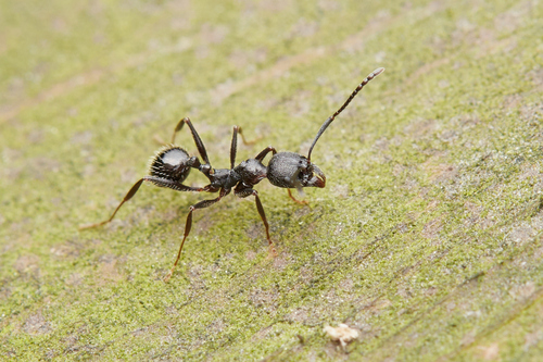 暗黑盘腹蚁Aphaenogaster caeciliae