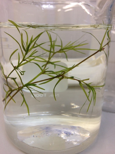 Najas guadalupensis