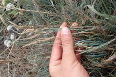 Festuca idahoensis