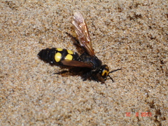 Megascolia maculata flavifrons