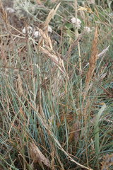 Festuca idahoensis