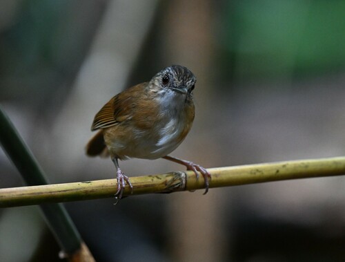 Temminck's Babbler (Pellorneum pyrrogenys), photo 6