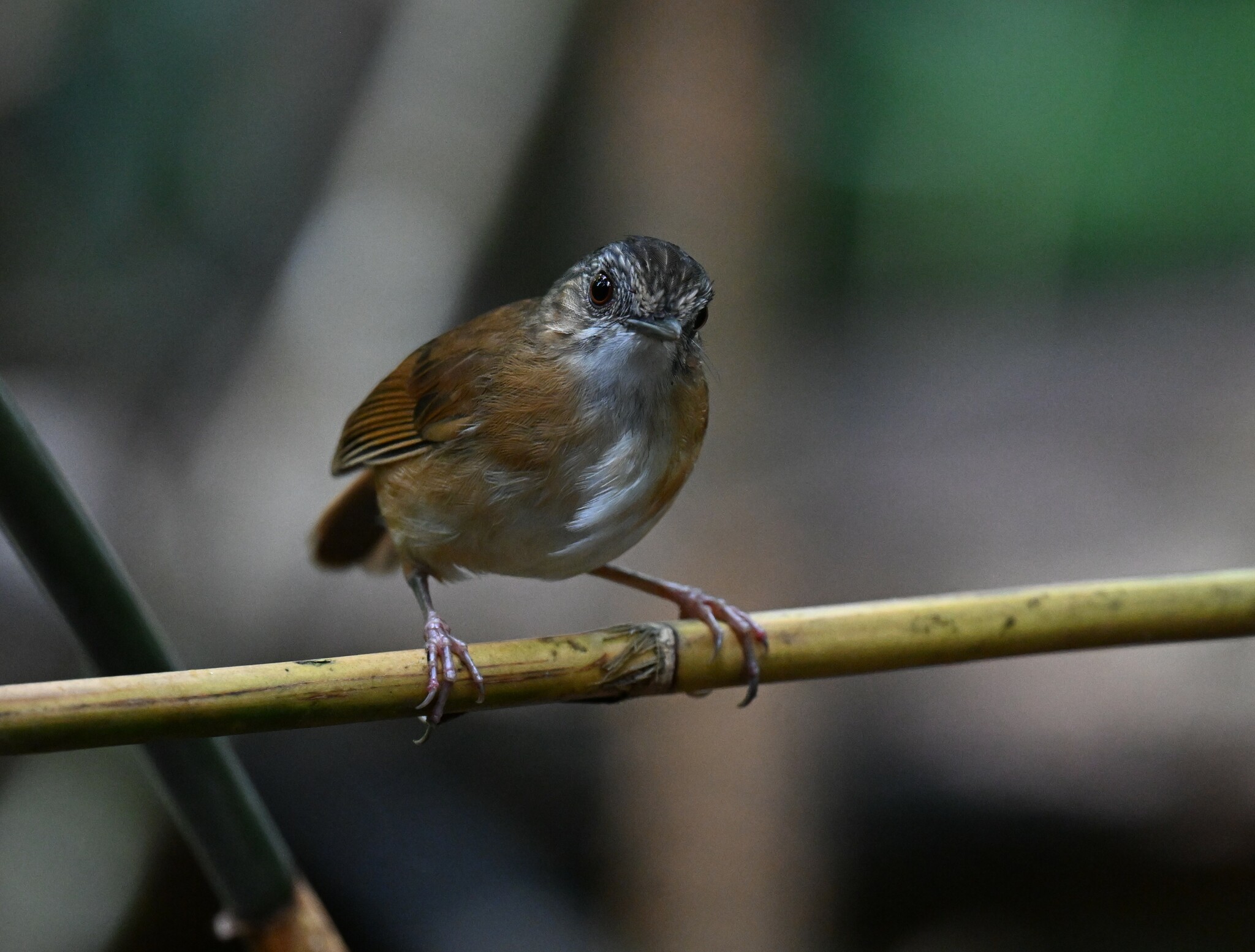 Temminck's Babbler (Pellorneum pyrrogenys), photo 6