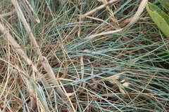 Festuca idahoensis