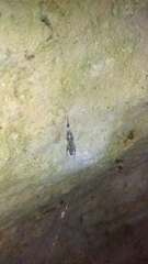 Zosis geniculata