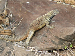 Microlophus delanonis