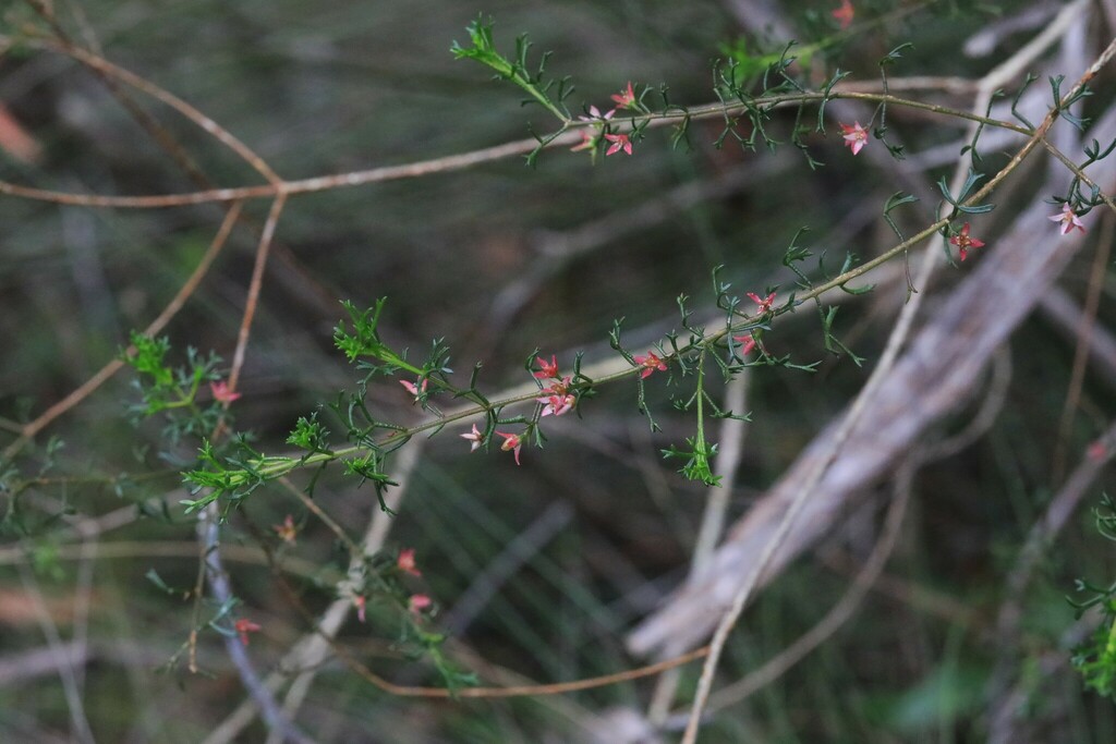 Sticky Boronia from Blue Mountains, NSW, Australia on November 4, 2024 ...