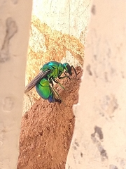 Stilbum