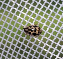 Anisosticta bitriangularis