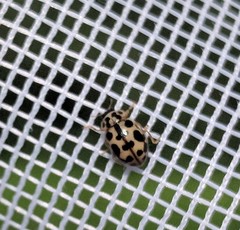 Anisosticta bitriangularis