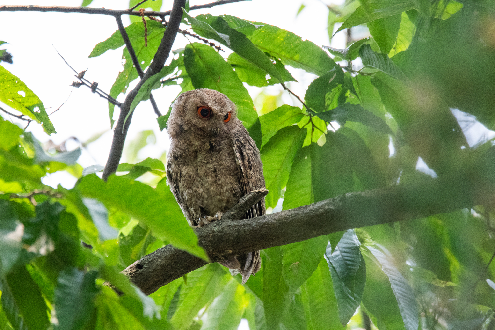 Japanese Scops Owl