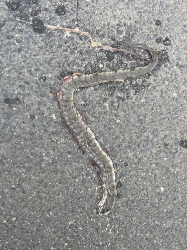 Tiger Snake sighting