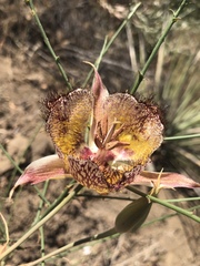 Calochortus fimbriatus