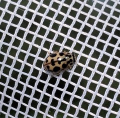 Anisosticta bitriangularis