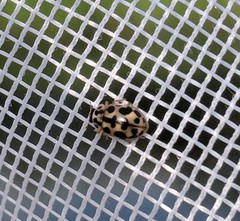 Anisosticta bitriangularis